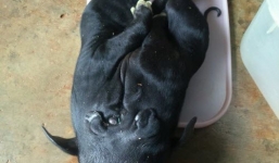 Đắk Lắk: Kỳ lạ với chú heo có 8 chân, 4 lỗ mũi, 4 tai